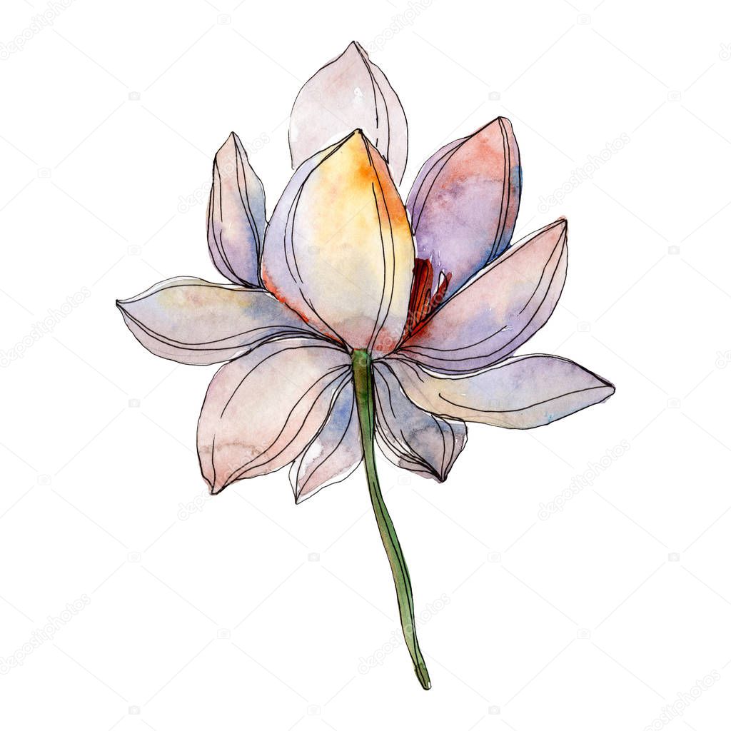Blue and purple lotus flower. Watercolor background illustration isolated element.