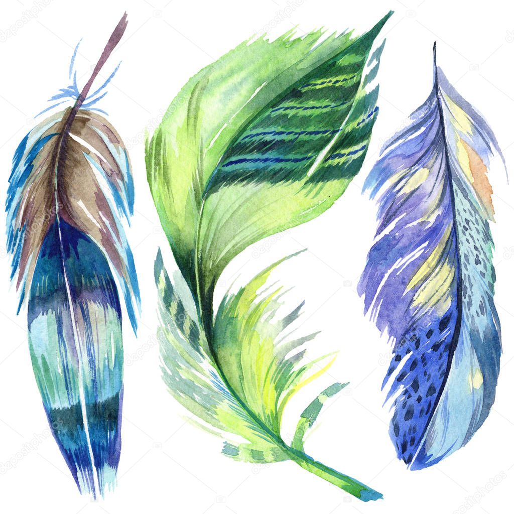 Colorful bird feather from wing isolated. Aquarelle feather for background. Watercolor illustration set. Watercolour drawing fashion aquarelle isolated. Isolated feather illustration element.