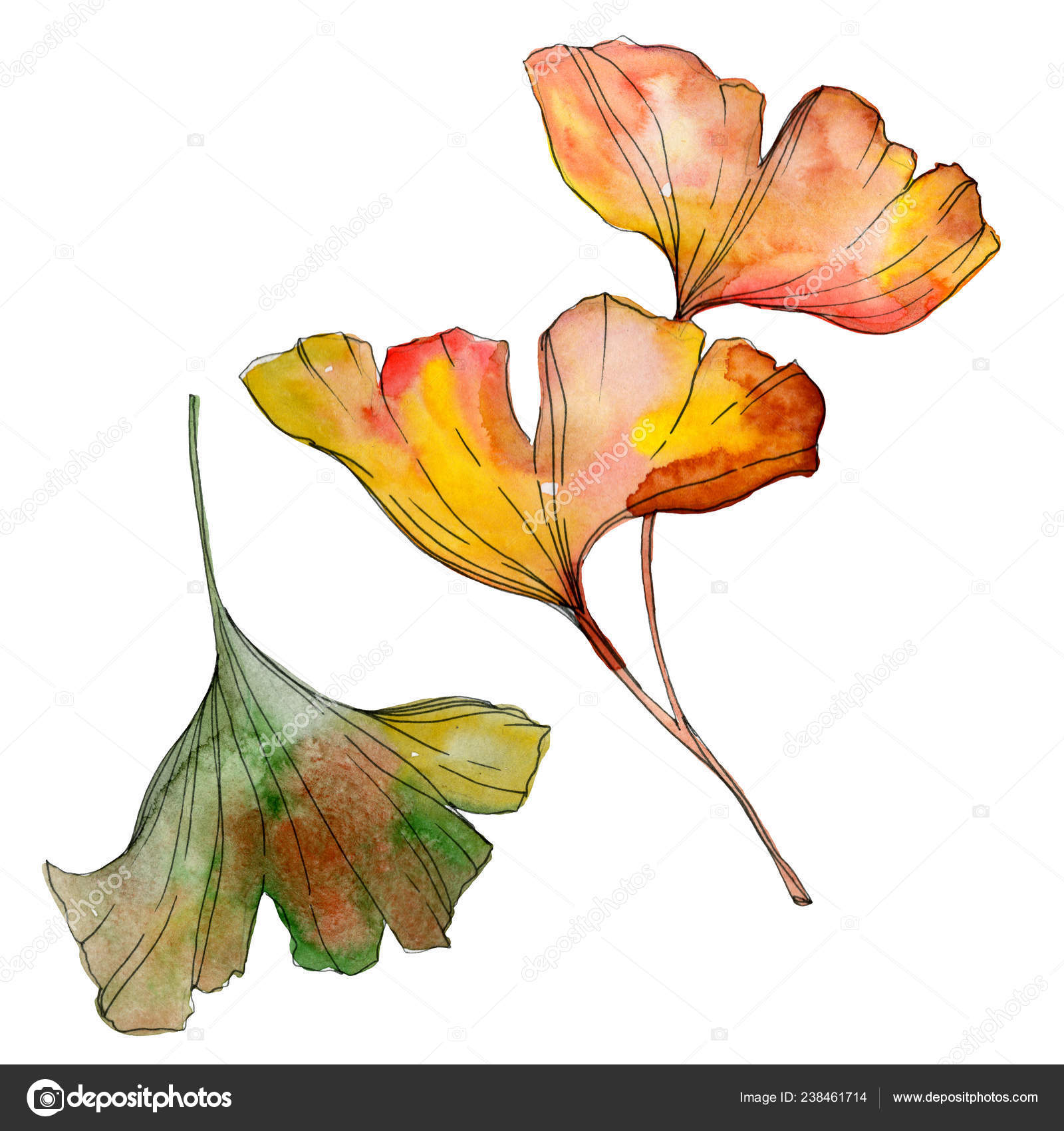 緑黄色いイチョウ葉 葉植物植物園紅葉 水彩画背景イラスト セット 水彩描画のファッション Aquarelle 分離します 孤立したイチョウの図要素 ストック写真 C Andreyanush