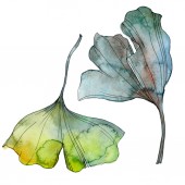 Ginkgo biloba leaf. Leaf plant botanical garden floral foliage. Watercolor background illustration set. Watercolour drawing fashion aquarelle isolated. Isolated ginkgo illustration element.