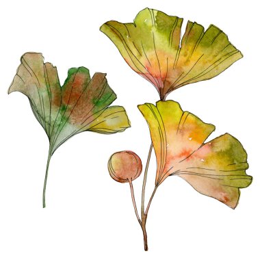 Yeşil sarı ginkgo biloba yaprak. Yaprak bitki botanik bahçesi yeşillik. Suluboya arka plan illüstrasyon küme. Suluboya çizim moda aquarelle izole. İzole ginkgo illüstrasyon öğesi.