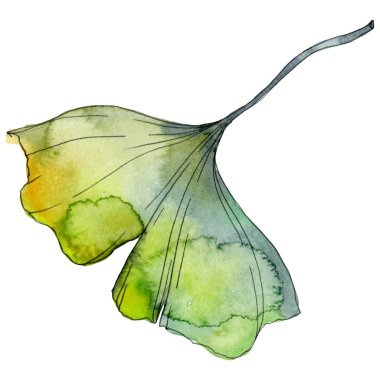 Ginkgo biloba yaprak. Yaprak bitki botanik bahçe çiçek yaprakları. Suluboya arka plan illüstrasyon küme. Suluboya çizim moda aquarelle izole. İzole ginkgo illüstrasyon öğesi.