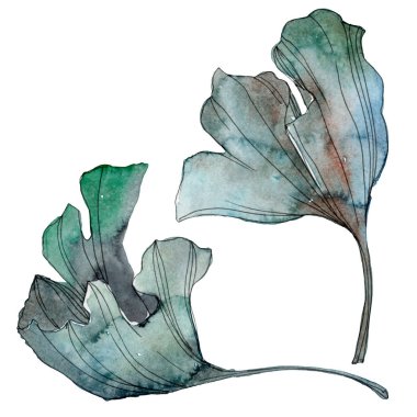 Ginkgo biloba yaprak. Yaprak bitki botanik bahçe çiçek yaprakları. Suluboya arka plan illüstrasyon küme. Suluboya çizim moda aquarelle izole. İzole ginkgo illüstrasyon öğesi.