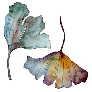 Ginkgo biloba yaprak. Yaprak bitki botanik bahçe çiçek yaprakları. Suluboya arka plan illüstrasyon küme. Suluboya çizim moda aquarelle izole. İzole ginkgo illüstrasyon öğesi.