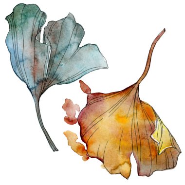 Ginkgo biloba yaprak. Yaprak bitki botanik bahçe çiçek yaprakları. Suluboya arka plan illüstrasyon küme. Suluboya çizim moda aquarelle izole. İzole ginkgo illüstrasyon öğesi.