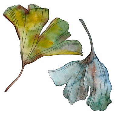 Ginkgo biloba yaprak. Yaprak bitki botanik bahçe çiçek yaprakları. Suluboya arka plan illüstrasyon küme. Suluboya çizim moda aquarelle izole. İzole ginkgo illüstrasyon öğesi.
