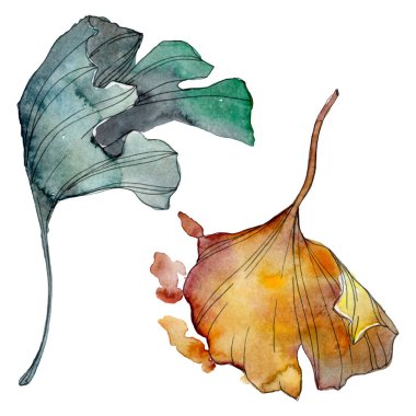 Ginkgo biloba yaprak. Yaprak bitki botanik bahçe çiçek yaprakları. Suluboya arka plan illüstrasyon küme. Suluboya çizim moda aquarelle izole. İzole ginkgo illüstrasyon öğesi.