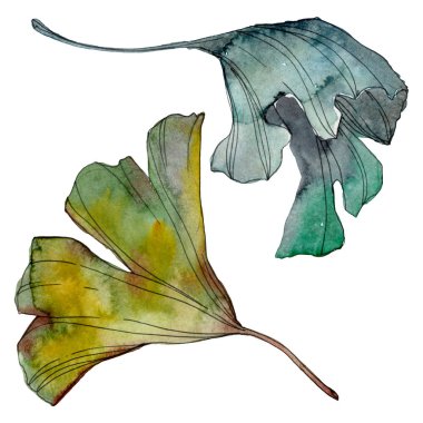 Ginkgo biloba yaprak. Yaprak bitki botanik bahçe çiçek yaprakları. Suluboya arka plan illüstrasyon küme. Suluboya çizim moda aquarelle izole. İzole ginkgo illüstrasyon öğesi.