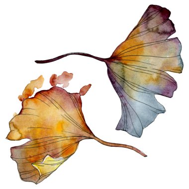 Ginkgo biloba yaprak. Yaprak bitki botanik bahçe çiçek yaprakları. Suluboya arka plan illüstrasyon küme. Suluboya çizim moda aquarelle izole. İzole ginkgo illüstrasyon öğesi.