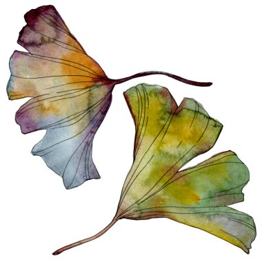Ginkgo biloba yaprak. Yaprak bitki botanik bahçe çiçek yaprakları. Suluboya arka plan illüstrasyon küme. Suluboya çizim moda aquarelle izole. İzole ginkgo illüstrasyon öğesi.