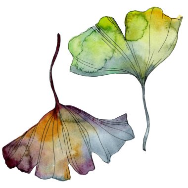 Ginkgo biloba yaprak. Yaprak bitki botanik bahçe çiçek yaprakları. Suluboya arka plan illüstrasyon küme. Suluboya çizim moda aquarelle izole. İzole ginkgo illüstrasyon öğesi.