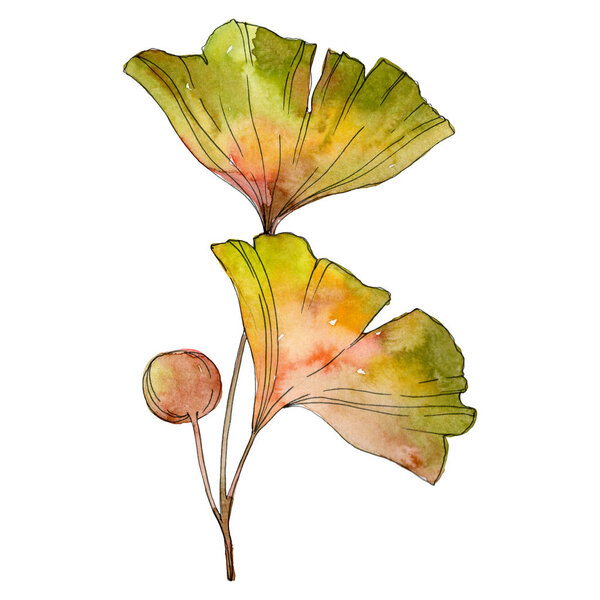 Green yellow ginkgo biloba leaf. Leaf plant botanical garden foliage. Watercolor background illustration set. Watercolour drawing fashion aquarelle isolated. Isolated ginkgo illustration element.