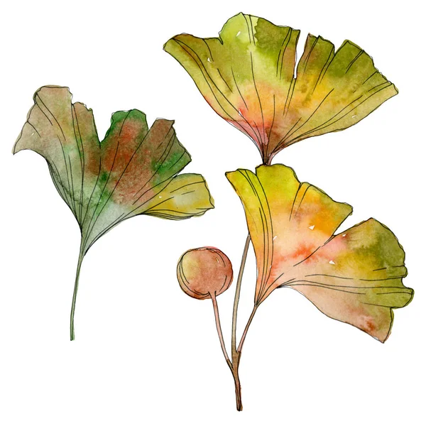 Green yellow ginkgo biloba leaf. Leaf plant botanical garden foliage. Watercolor background illustration set. Watercolour drawing fashion aquarelle isolated. Isolated ginkgo illustration element.