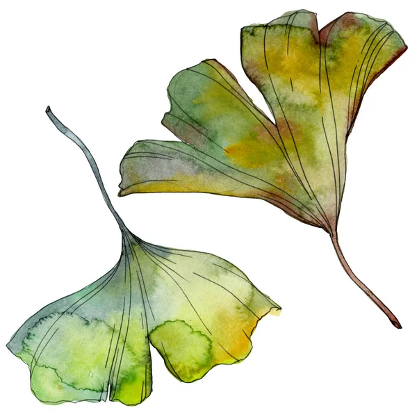 Ginkgo biloba leaf. Leaf plant botanical garden floral foliage. Watercolor background illustration set. Watercolour drawing fashion aquarelle isolated. Isolated ginkgo illustration element.