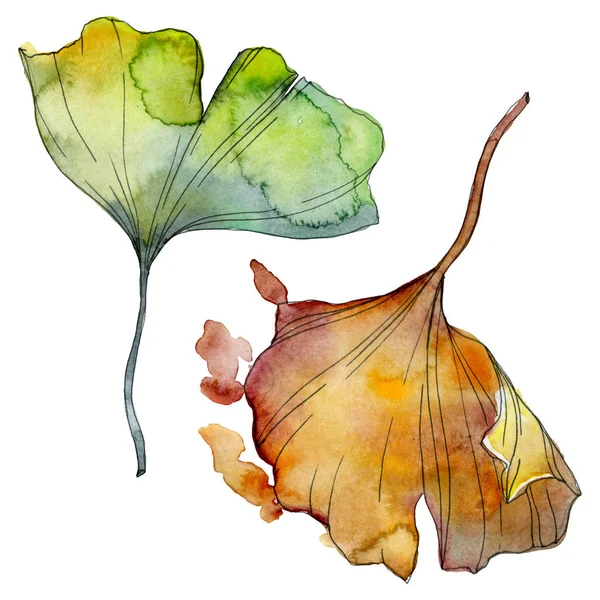 Ginkgo Biloba Leaf Leaf Plant Botanical Garden Floral Foliage Watercolor — Stock Photo, Image