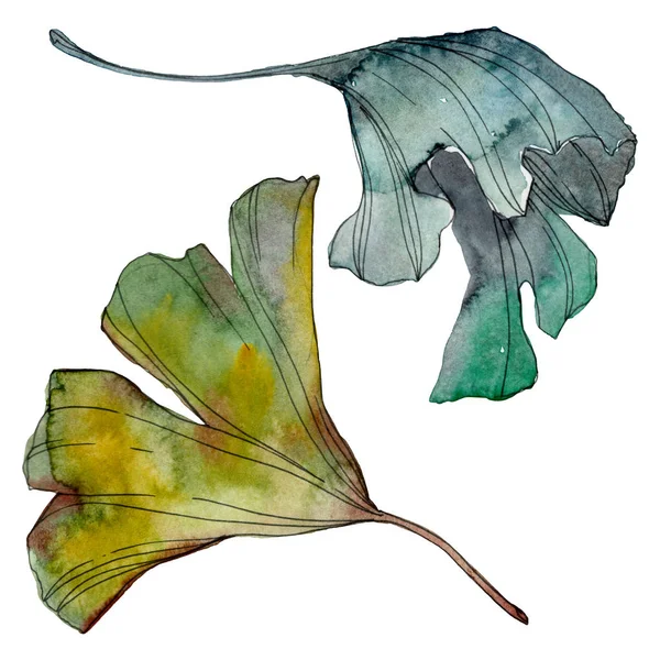 Ginkgo biloba leaf. Leaf plant botanical garden floral foliage. Watercolor background illustration set. Watercolour drawing fashion aquarelle isolated. Isolated ginkgo illustration element.