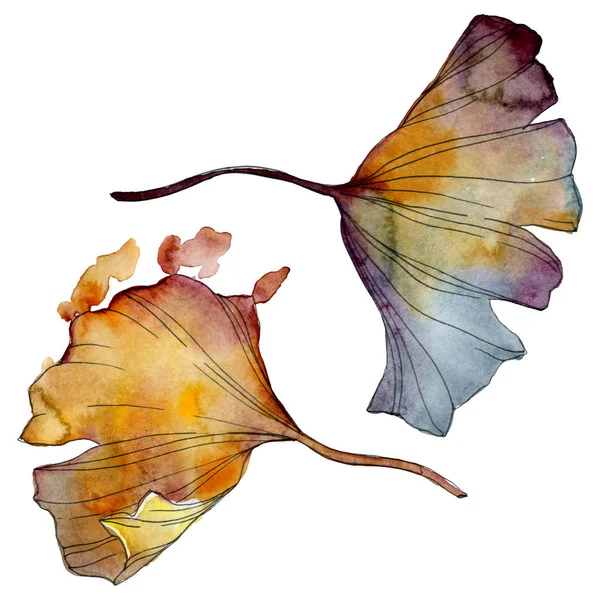イチョウ葉 葉植物植物園花葉 水彩画背景イラスト セット 水彩描画のファッション Aquarelle 分離します 孤立したイチョウの図要素 — ストック写真