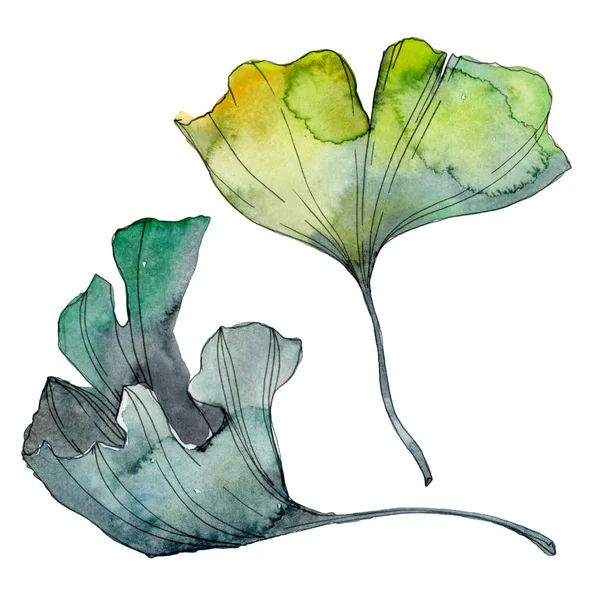 Ginkgo biloba yaprak. Yaprak bitki botanik bahçe çiçek yaprakları. Suluboya arka plan illüstrasyon küme. Suluboya çizim moda aquarelle izole. İzole ginkgo illüstrasyon öğesi.