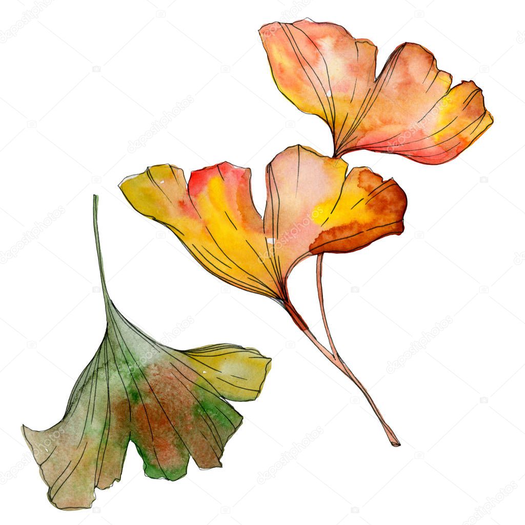 Green yellow ginkgo biloba leaf. Leaf plant botanical garden foliage. Watercolor background illustration set. Watercolour drawing fashion aquarelle isolated. Isolated ginkgo illustration element.