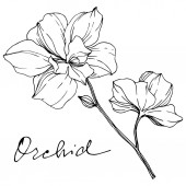 Vektor monochromatický orchideje s orchidejí nápis izolované na bílém. Ryté inkoust umění.