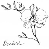 Vektor monokróm orchidea orchidea, elszigetelt fehér betűkkel. Vésett tinta art.