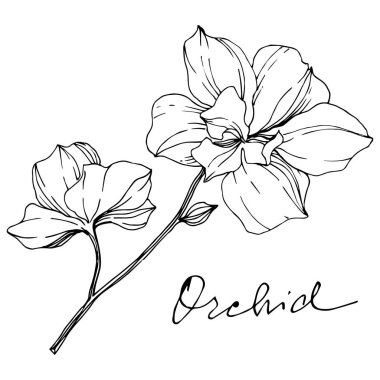 Vector monochrome orchids with orchid lettering isolated on white. Engraved ink art. clipart