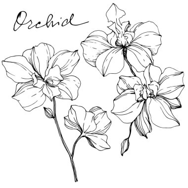 Vector monochrome orchids with orchid lettering isolated on white. Engraved ink art. clipart