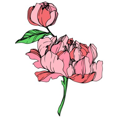 Beyaz zemin üzerine yeşil yaprakları ile izole vektör pembe peonies. Oyulmuş mürekkep sanat. 