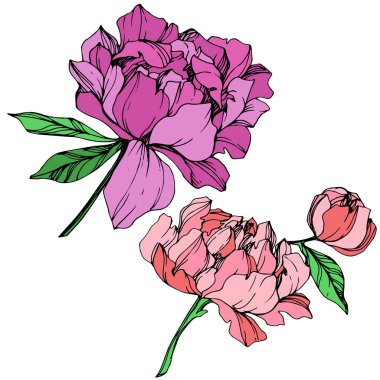 Vektör yeşil yaprakları ile izole mor ve pembe peonies ve el yazısı şakayık beyaz arka plan üzerinde yazı. Oyulmuş mürekkep sanat. 
