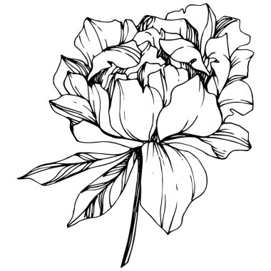 Vector isolated monochrome peony flower sketch on white background. Engraved ink art.  clipart