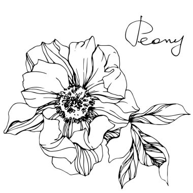 Vektör tek renkli peony çiçek kroki ve beyaz arka plan üzerinde el yazısı harfler izole. Oyulmuş mürekkep sanat. 