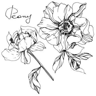 Vector isolated monochrome peony flowers sketch and handwritten lettering on white background. Engraved ink art.  clipart