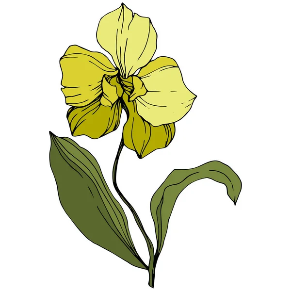 Orquídea Vectorial Amarilla Con Hojas Verdes Aisladas Blanco Arte Tinta — Archivo Imágenes Vectoriales