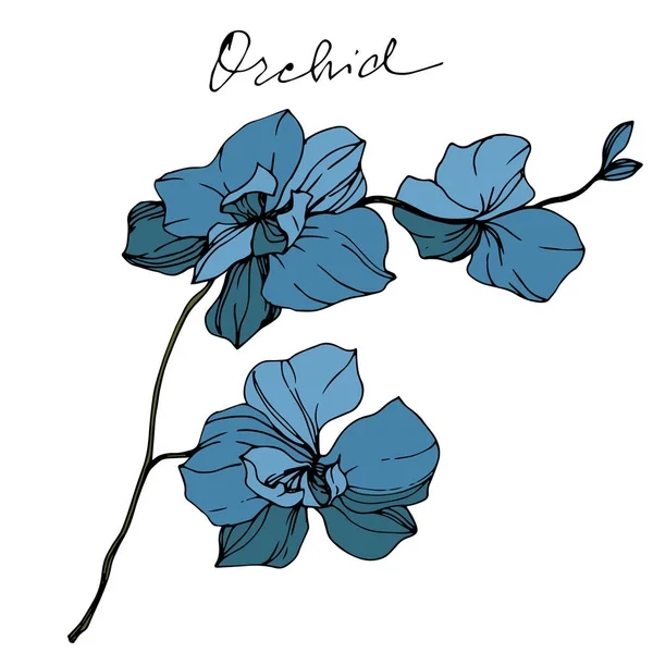 Vektor Kék Orchidea Orchidea Elszigetelt Fehér Betűkkel Vésett Tinta Art — Stock Vector
