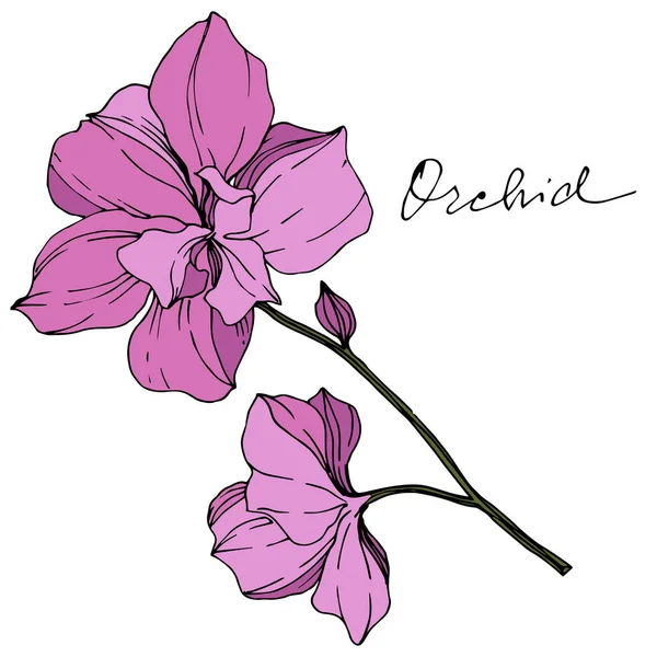 Orchidées Pourpres Vectorielles Isolées Sur Blanc Encre Gravée Art — Image vectorielle