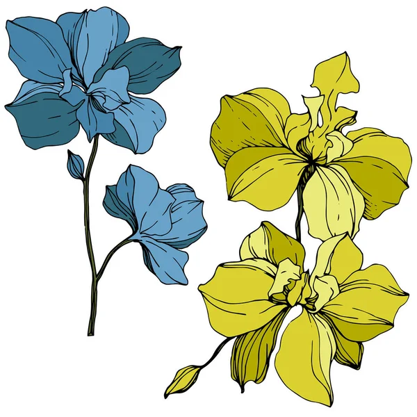 Orquídeas Amarillas Azules Vectoriales Aisladas Blanco Arte Tinta Grabada — Vector de stock