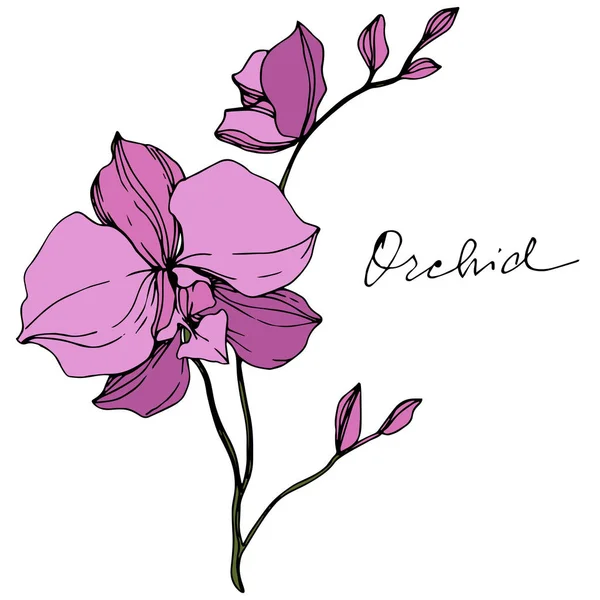 Векторные Фиолетовые Орхидеи Изолированы Белом Гравировка Чернил — стоковый вектор