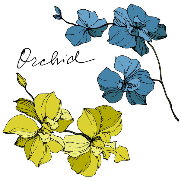 Векторные желтые и голубые орхидеи изолированы на белом. Гравировка чернил
.
