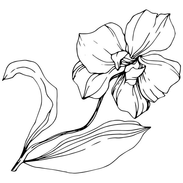 Vector monochrome orchid with leaves isolated on white. Engraved ink art.