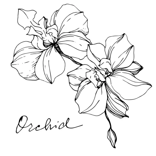 Orchidées Monochromes Vectorielles Avec Lettrage Orchidée Isolé Sur Blanc Encre — Image vectorielle