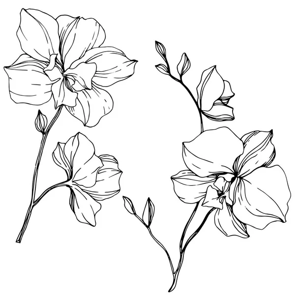 Orchidées Monochromes Vectorielles Isolées Sur Blanc Encre Gravée Art — Image vectorielle