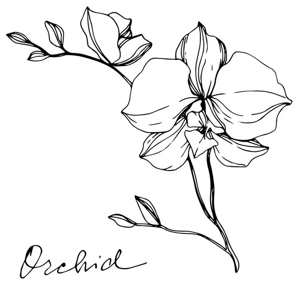 Orquídeas Monocromas Vectoriales Con Letras Orquídeas Aisladas Blanco Arte Tinta — Archivo Imágenes Vectoriales