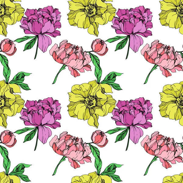 Illustration Des Pivoines Vectorielles Rose Pourpre Jaune Sur Fond Blanc — Image vectorielle