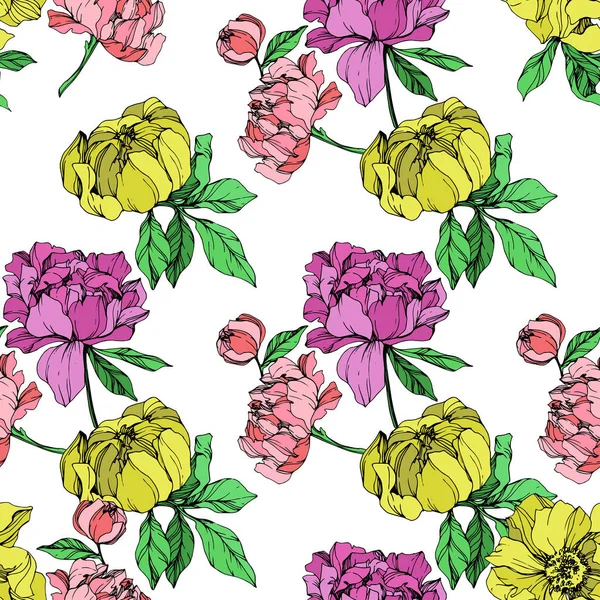 Illustration Des Pivoines Vectorielles Rose Pourpre Jaune Sur Fond Blanc — Image vectorielle