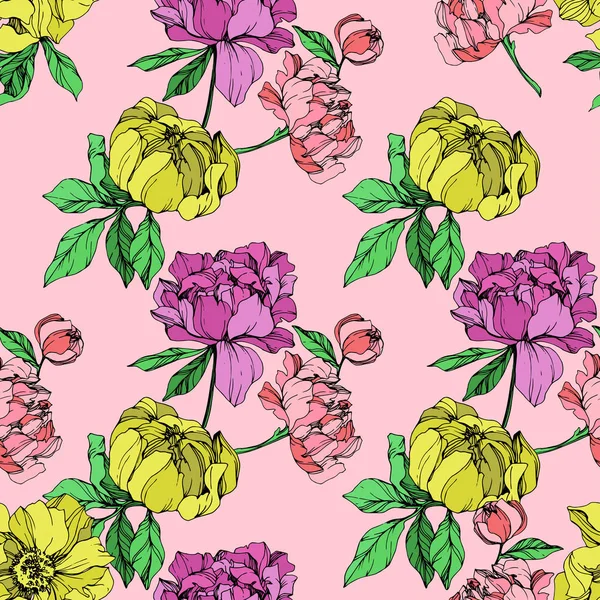 Vetor Roxo Amarelo Peônias Isoladas Ilustração Sobre Fundo Rosa Arte — Vetor de Stock