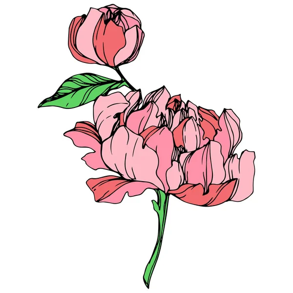 Vector Isolated Pink Peonies Green Leaves White Background Engraved Ink — Stock Vector