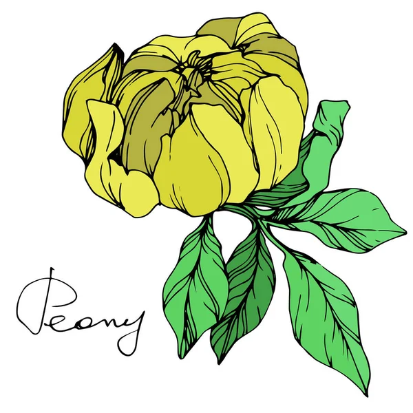 Векторна Жовта Ізольована Квітка Півонії Зеленим Листям Рукописним Написом Білому — стоковий вектор