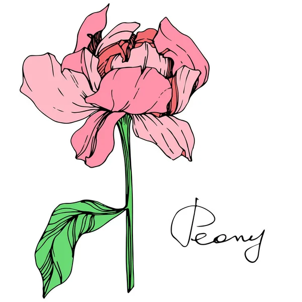 Fleur Pivoine Rose Isolée Vectorielle Avec Feuilles Vertes Lettrage Manuscrit — Image vectorielle