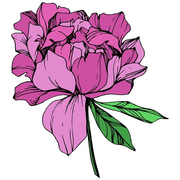Vector Purple Isolated Peony Flower Green Leaves White Background Engraved — Stock Vector