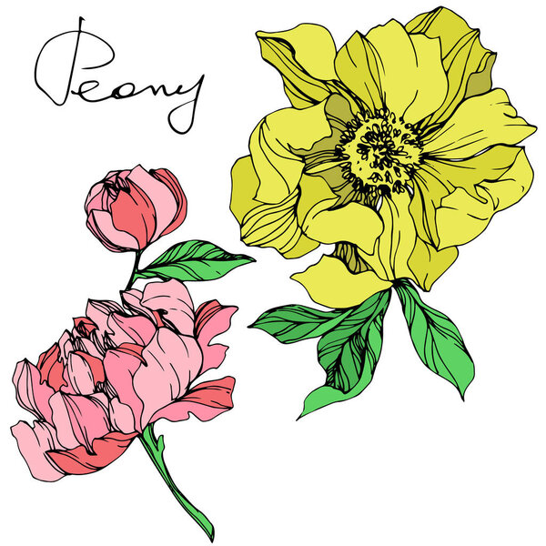Vector isolated pink and yellow peonies with green leaves and handwritten peony lettering on white background. Engraved ink art. 
